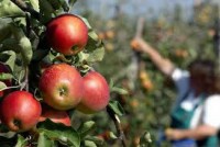 Od zaraz sezonowa praca w Niemczech zbiory jabłek bez znajomości języka Drezno