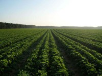 Bez języka dam sezonowa pracę w Niemczech przy zbiorach Berlin 2015