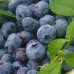 Niemcy praca sezonowa od lipca 2015 Neustrelitz zbiory borówki amerykańskiej Niemcy praca sezonowa od lipca 2015 Neustrelitz zbiory borówki amerykańskiej