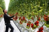 Oferta sezonowej pracy w Niemczech 2015 przy zbiorach warzyw od maja 2015