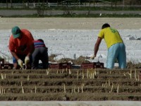 Sezonowa praca Niemcy Heidelberg przy zbiorach szparagów od zaraz bez języka