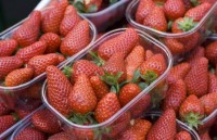 Praca w Niemczech przy zbiorach truskawek od zaraz 2015 Stuttgart Praca w Niemczech przy zbiorach truskawek od zaraz 2015 Stuttgart