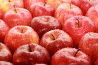 Dam sezonową pracę w Niemczech przy zbiorach jabłek bez języka Budziszyn