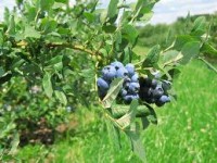 Dla studentów oferta sezonowej pracy w Niemczech zbiory borówki amerykańskiej Dla studentów oferta sezonowej pracy w Niemczech zbiory borówki amerykańskiej