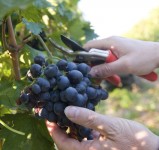 Oferta sezonowej pracy w Niemczech zbiory winogron od września 2015