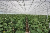 Sezonowa praca w Niemczech zbiory warzyw Norymberga od zaraz na polu i w szklarni