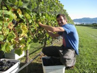 Dam sezonową pracę w Niemczech przy zbiorach winogron od zaraz Stuttgart