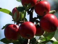 Zbiory jabłek od zaraz dam sezonową pracę w Niemczech Gustrow bez języka