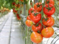 Oferta sezonowej pracy w Niemczech zbiory pomidorów w szklarni z zakwaterowaniem