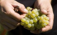 Winobranie od zaraz oferta sezonowej pracy w Niemczech zbiory winogron