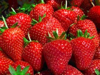 Zbiory truskawek na plantacji Niemcy praca sezonowa bez języka Purkshof Zbiory truskawek na plantacji Niemcy praca sezonowa bez języka Purkshof