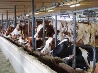 Rolnictwo – Sezonowa oferta pracy Niemczech jako stajenny przy krowach w Öhringen