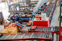 Oferta pracy w Niemczech bez znajomości języka pakowanie owoców Kolonia