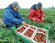 Sezonowa praca Niemcy 2016 od zaraz przy zbiorach truskawek dla kobiet