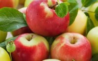 Niemcy praca sezonowa od zaraz zbiory jabłek i śliwek bez języka Heilbronn
