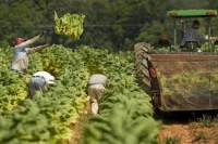 Sezonowa oferta pracy w Niemczech przy zbiorze tytoniu od zaraz Koblencja