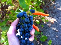 Niemcy praca sezonowa na plantacji zbiory winogron od zaraz w winnicy Kaiserslautern Niemcy praca sezonowa na plantacji zbiory winogron od zaraz w winnicy Kaiserslautern