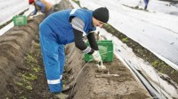 Sezonowa praca w Niemczech przy zbiorach szparagów Fellbach 2017