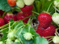 Ogłoszenie sezonowej pracy w Niemczech zbiory truskawek 2017 Lüdinghausen