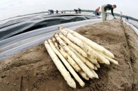 Neuwarendorf praca Niemcy sezonowa przy zbiorze szparagów bez języka 2017 Neuwarendorf praca Niemcy sezonowa przy zbiorze szparagów bez języka 2017