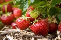 Sezonowej pracy w Niemczech dla par i grup zbiory truskawek 2018 Lüdinghausen