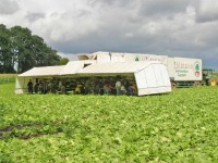 Sezonowa praca w Niemczech od kwietnia 2017 przy zbiorach warzyw Cappeln