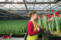 Ogłoszenie sezonowej pracy w Niemczech dla par przy kwiatach w ogrodnictwe Emsland