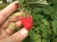 Oferta sezonowej pracy w Niemczech 2018 przy zbiorze truskawek, malin, sałaty Oferta sezonowej pracy w Niemczech 2018 przy zbiorze truskawek, malin, sałaty