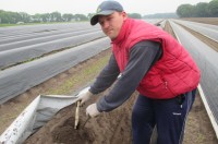 Ogłoszenie sezonowej pracy w Niemczech od zaraz zbiory szparagów 2017 Ogłoszenie sezonowej pracy w Niemczech od zaraz zbiory szparagów 2017