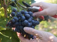 Przy zbiorach winogron sezonowa praca w Niemczech bez języka, Kröv 2017