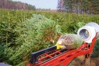 Leśnictwo od zaraz sezonowa praca w Niemczech przy choinkach bez języka Neustrelitz