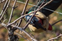 Niemcy praca sezonowa w rolnictwie 2018 bez języka przy winorośli Kröv Niemcy praca sezonowa w rolnictwie 2018 bez języka przy winorośli Kröv