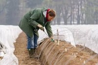Dam sezonową pracę w Niemczech zbiory szparagów 2018 Neuwarendorf