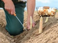 Oferta sezonowej pracy w Niemczech zbiory szparagów bez języka 2018 Warendorf