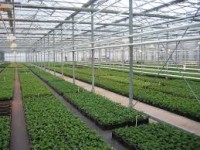 Sezonowa praca w Niemczech przy sadzonkach w ogrodnictwie Gensingen Sezonowa praca w Niemczech przy sadzonkach w ogrodnictwie Gensingen