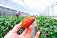 Oferta sezonowej pracy w Niemczech zbiory truskawek w szklarni 2018