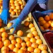 pakowanie sortowanie owocow egzotycznych praca 2018 3i