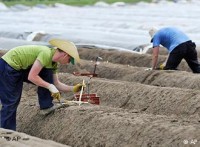 Oferta sezonowej pracy w Niemczech zbiory szparagów od zaraz Bremen