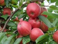 Oferta sezonowej pracy w Niemczech zbiory jabłek od zaraz Buxtehude 2018
