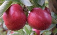 Od zaraz sezonowa praca w Niemczech bez języka zbiory jabłek w sadzie Görlitz 2018