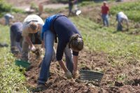 Sezonowa praca w Niemczech bez języka od zaraz przy zbiorach ziemniaków Dargun Sezonowa praca w Niemczech bez języka od zaraz przy zbiorach ziemniaków Dargun