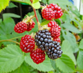 Dam sezonową pracę w Niemczech bez języka zbiory jeżyn i szparagów Kraichtal 2019 Dam sezonową pracę w Niemczech bez języka zbiory jeżyn i szparagów Kraichtal 2019