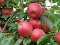 Niemcy praca sezonowa bez języka przy zbiorze jabłek od września 2019 Buxtehude