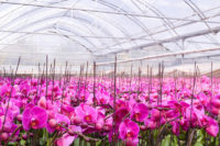 Ogrodnictwo od zaraz sezonowa praca w Niemczech bez języka przy kwiatach Straelen 2019