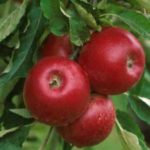 Niemcy sezonowa praca od września 2019 zbiory jabłek bez języka Buxtehude