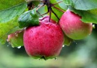 Niemcy praca sezonowa od zaraz przy zbiorze jabłek bez języka Hamburg
