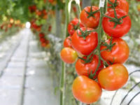 Od zaraz Niemcy praca sezonowa bez języka przy zbiorach pomidorów Torgau 2020