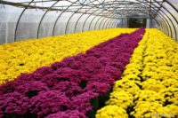 Sezonowa praca Niemcy dla par bez języka w ogrodnictwie przy kwiatach 2020