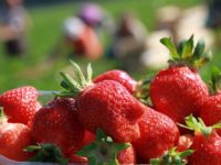 Sezonowa praca w Niemczech zbiory truskawek od czerwca 2020 bez języka Vechta