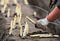 Od zaraz sezonowa praca Niemcy bez języka przy zbiorze szparagów 2020, Kirchwahlingen Od zaraz sezonowa praca Niemcy bez języka przy zbiorze szparagów 2020, Kirchwahlingen